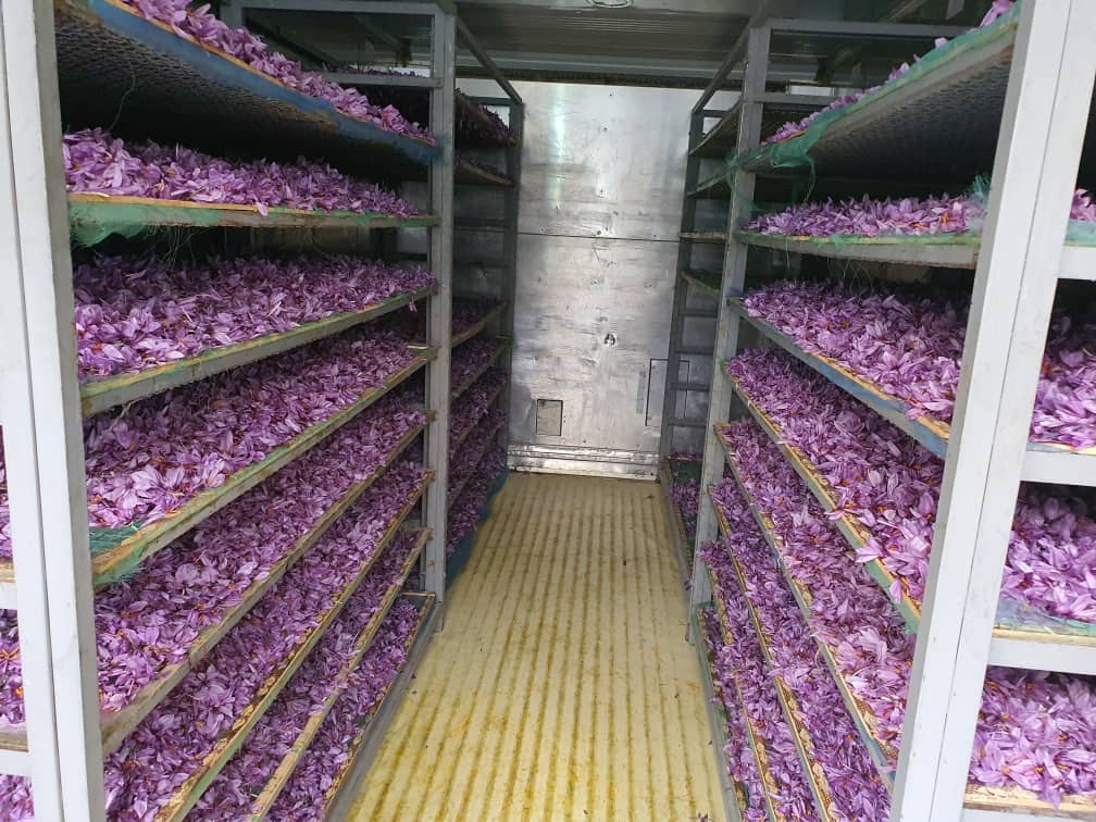 ROYAL SAFFRON - Our exceptional Saffron production