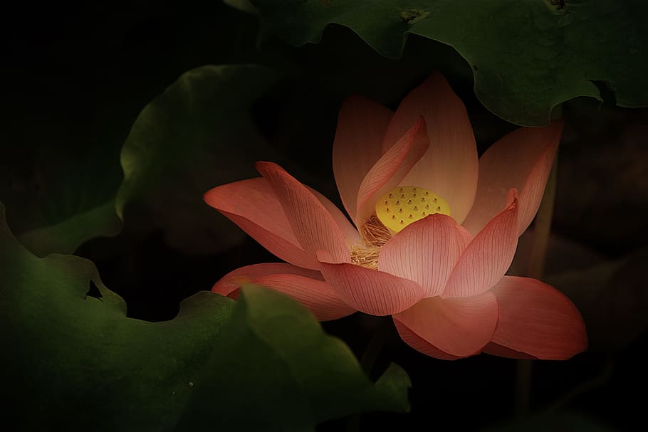 LOTUS-SANDALWOOD AGUA FLORIDA - A heavenly blend for sacred and sensual use