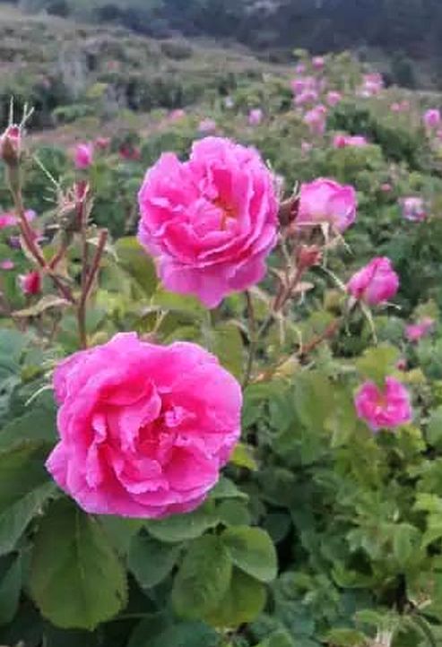 THE SAFFRON & THE ROSE - Luminous Union in Vintage Sandalwood Oil