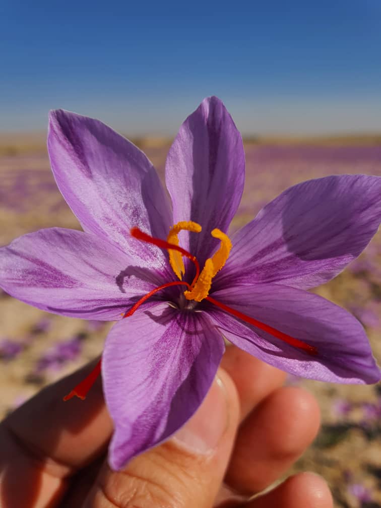 ROYAL SAFFRON - Our exceptional Saffron production