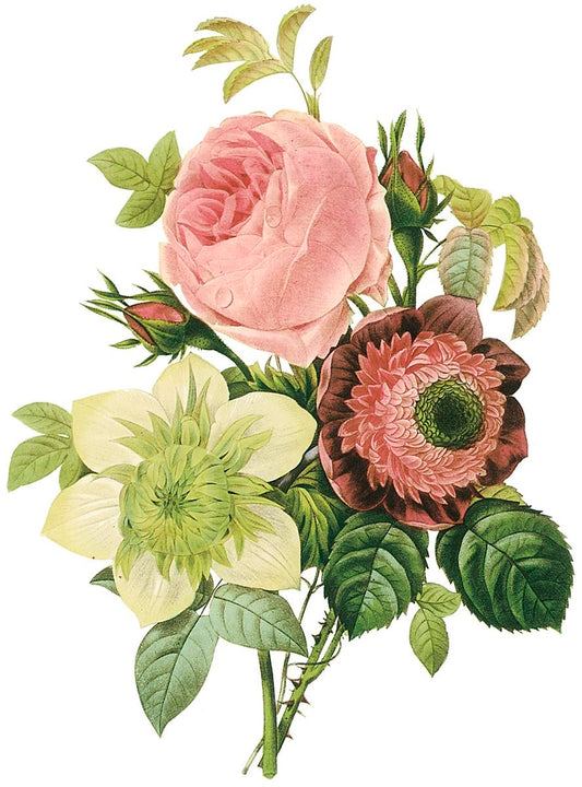 Pierre-Joseph Redouté (1759 – 1840) - The "Raphael of Flowers"