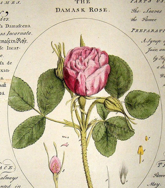 Damask Rose - Rosa Damascena - History