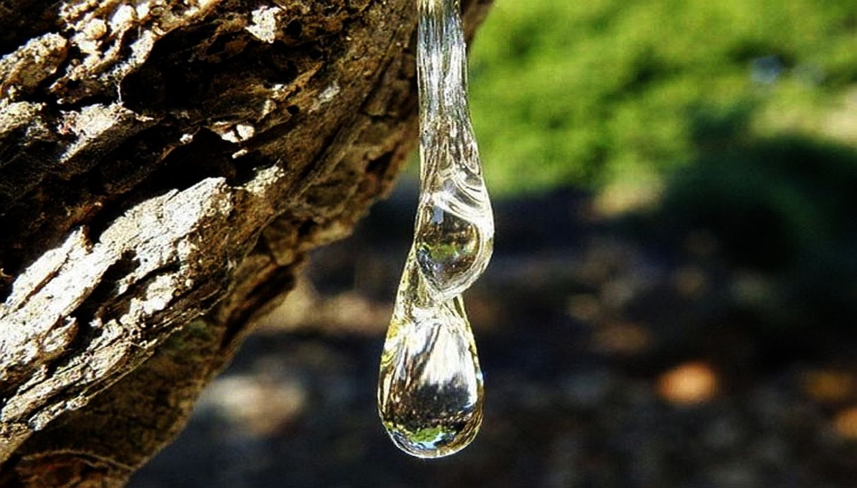 Tears of Χίος - High Quality Pure Natural Resin