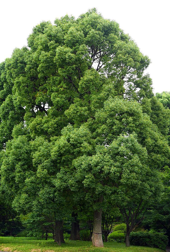 ŌKUSU  - Delicate & fragrant Japanese Camphor Essential oil (twig and leaves only)