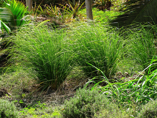 HAITIAN VETIVER - A delicious organic pure essential oil, rich in topnotes