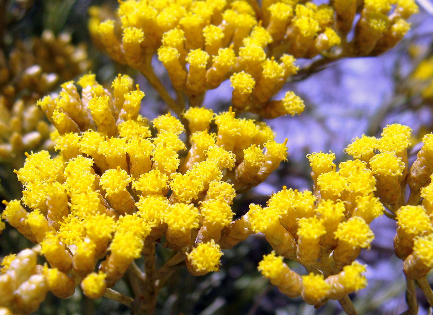 L'IMMORTELLE - Delicious wild artisan Helichrysum italicum Essential oil