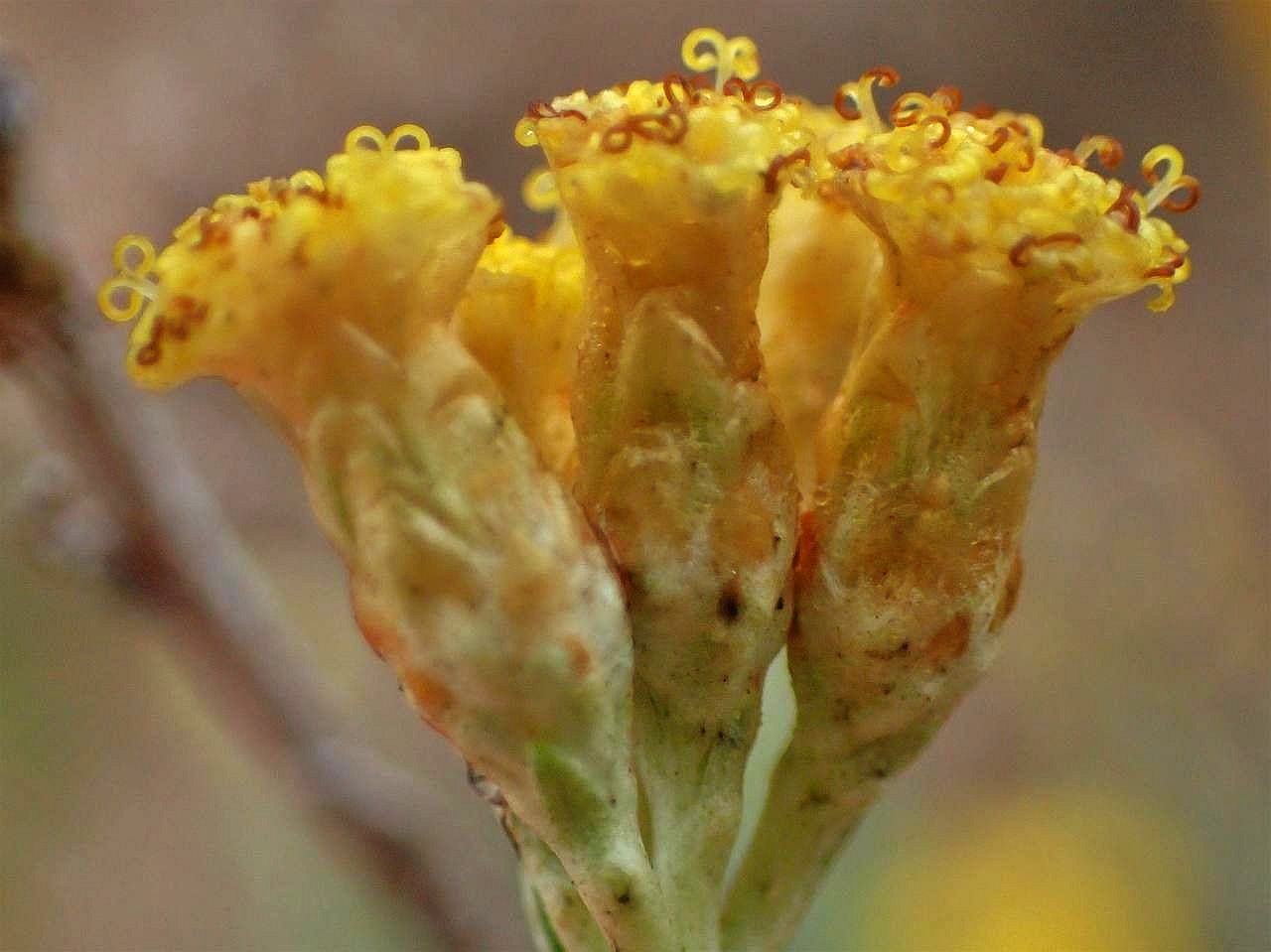 L'IMMORTELLE - Delicious wild artisan Helichrysum italicum Essential oil