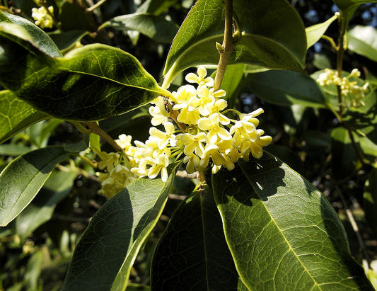 BOIS d'OSMANTHE - The Lushest of Perfumery's Flowers (Osmanthus) Shining in Vintage Sandalwood oil