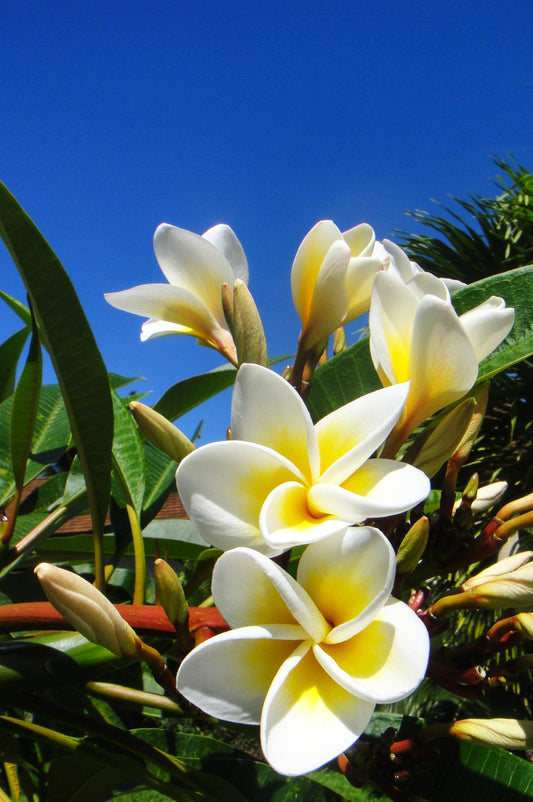 TROPICAL QUEEN : FRANGIPANI - Tīpaniē / plumeria 100% Pure Essential Oil (a rarity)