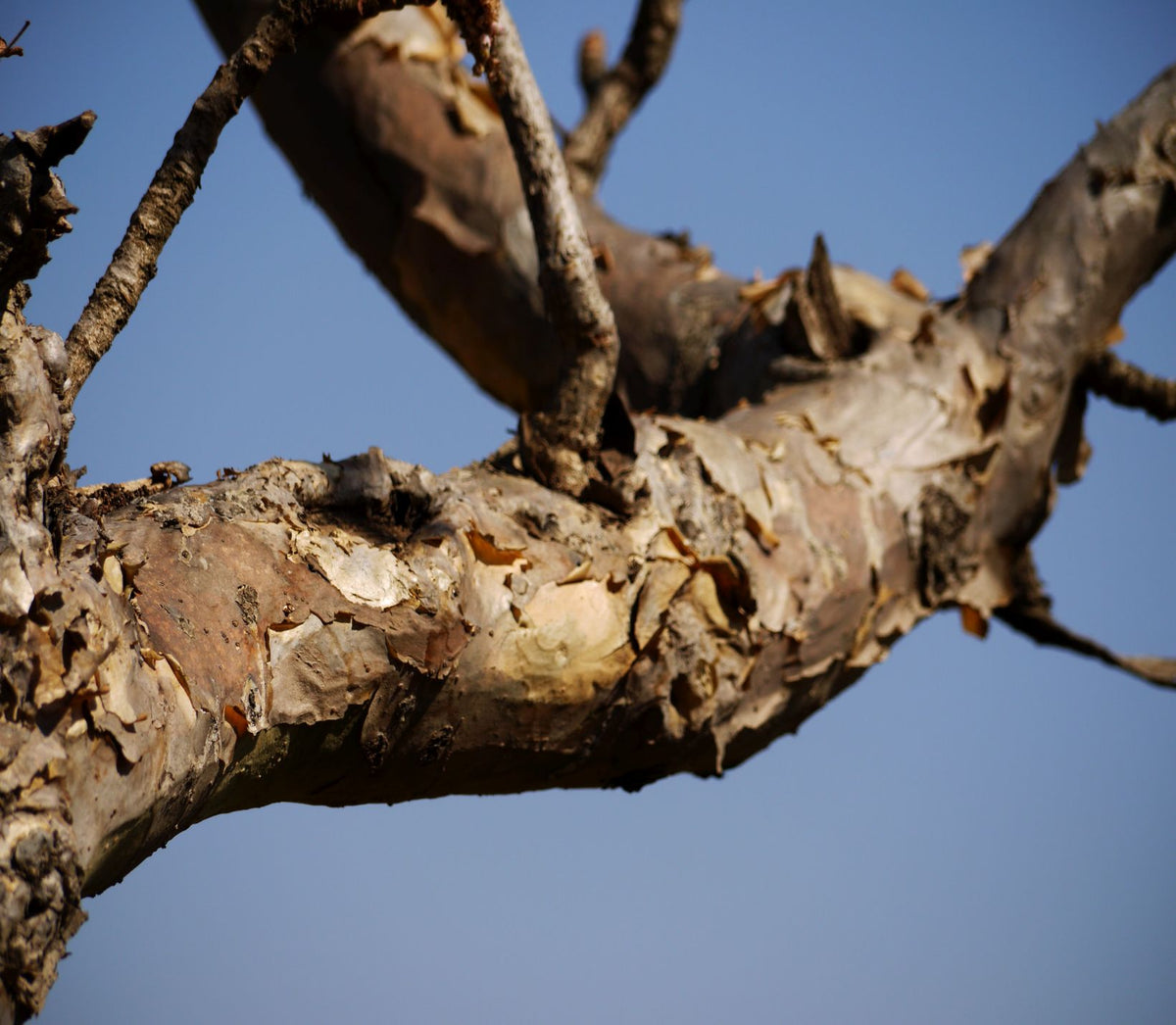 SALĀI GUGGUL - Wild Boswellia serrata resin pure essential Oil - Deg Bhakpa traditional distillation
