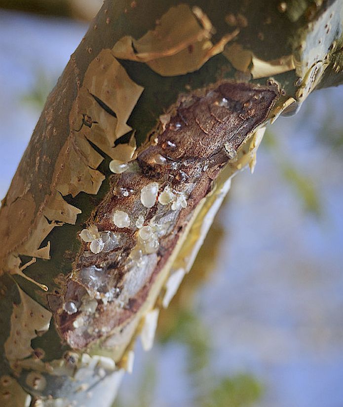SALĀI GUGGUL - Wild Boswellia serrata resin pure essential Oil - Deg Bhakpa traditional distillation