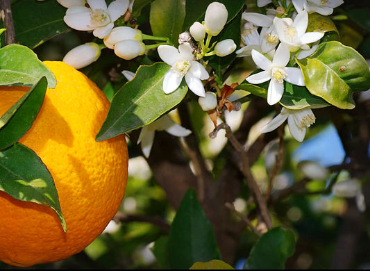 NEROLI BOUQUETIER RESERVE : Orange Blossom Quintessence (100% pure, natural and organic essential oil)