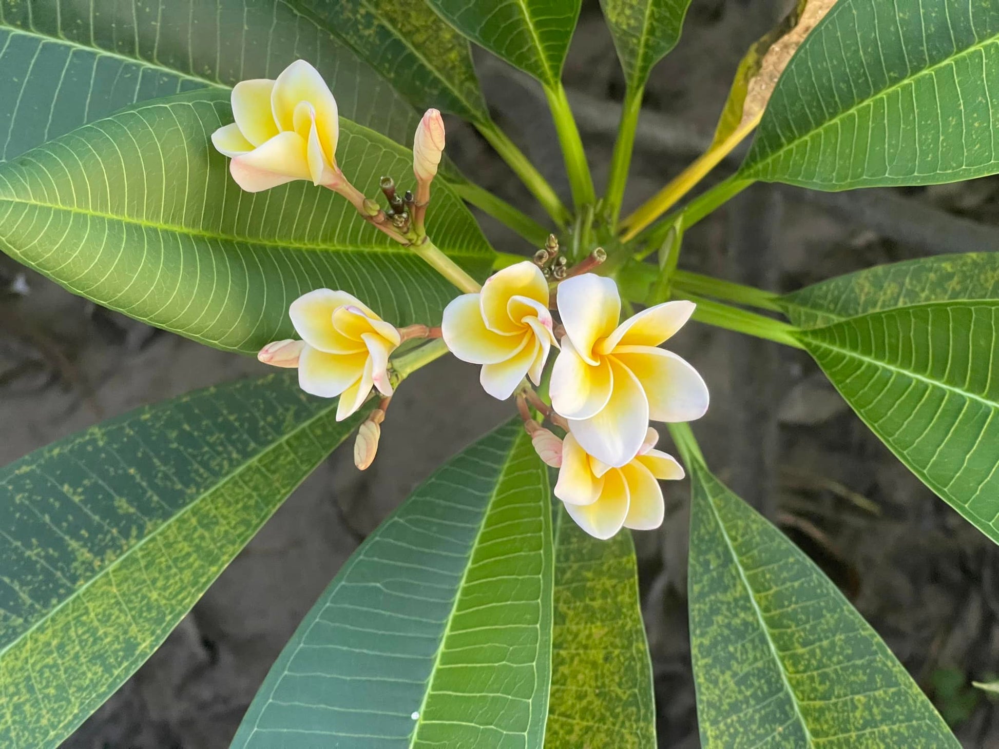 Frangipani Plumeria  PRANNA ESSENTIAL OILS