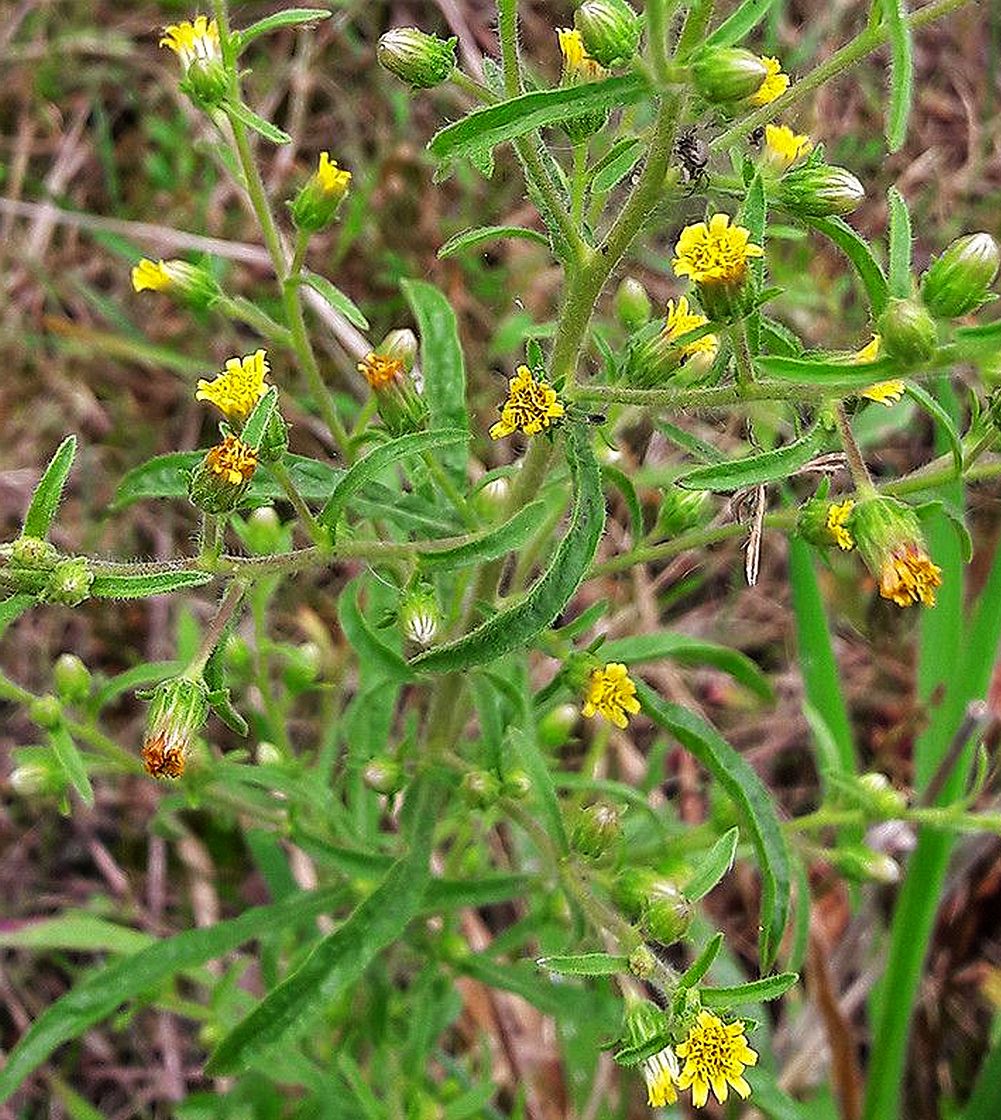 A close-up of inula graveolens, a green leafy plant with small yellow flowers growing in a grassy outdoor wild setting.