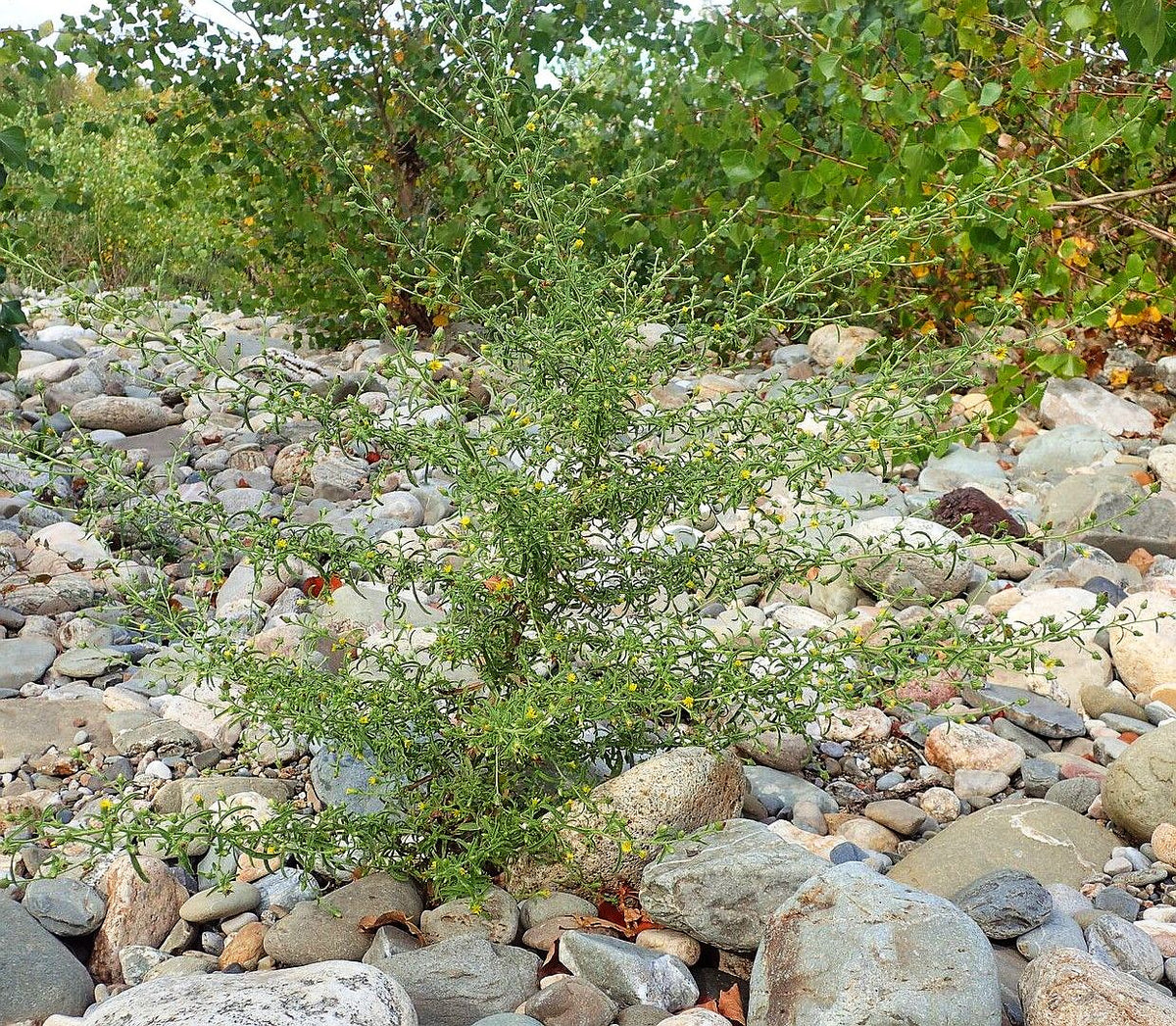 A wild green inula graveolens shrub with narrow leaves and tiny yellow flowers growing among gray and beige rocks in a rocky outdoor bed, with leafy green bushes in the background.