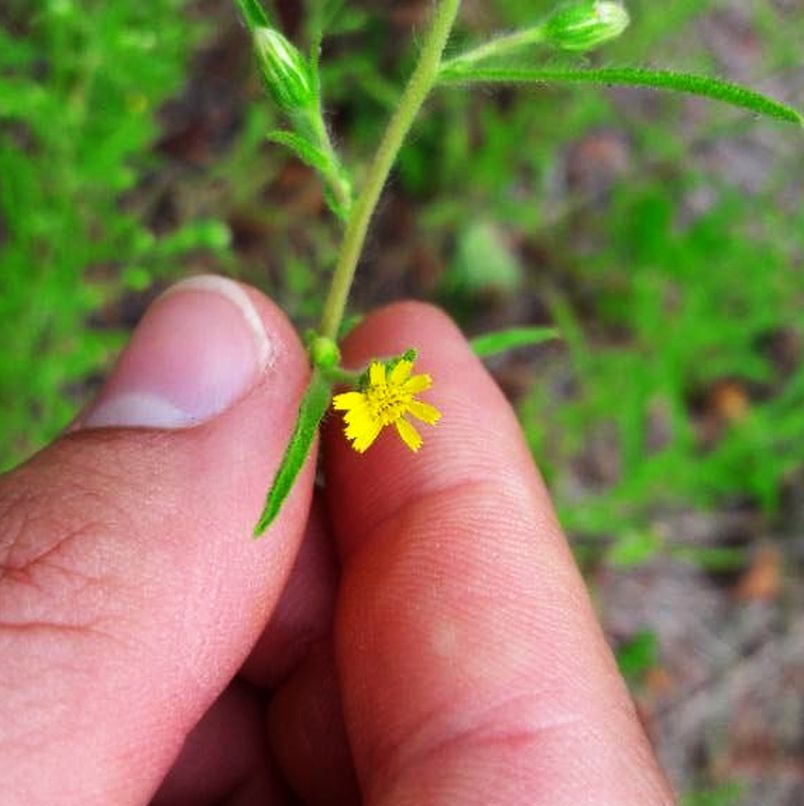 A close-up of a hand holding a small inula graveolens yellow wildflower with green stems and buds against a blurred green outdoor background.