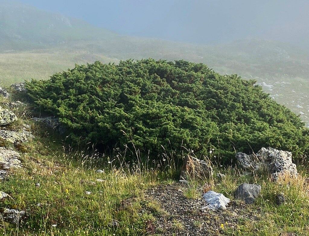 WILD JUNIPER - Quality Artisan Essential Oil from the South of France