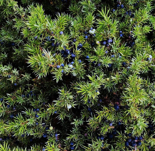 WILD JUNIPER - Quality Artisan Essential Oil from the South of France