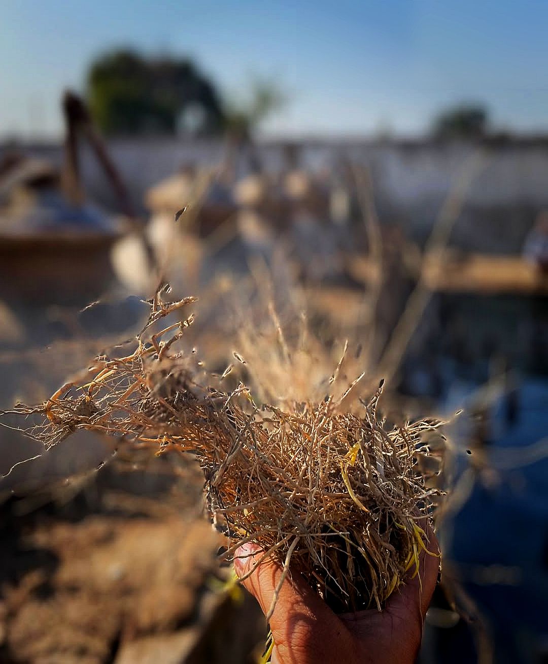 RUH KHUS - High quality wild Vetiver roots oil / traditional process (India)