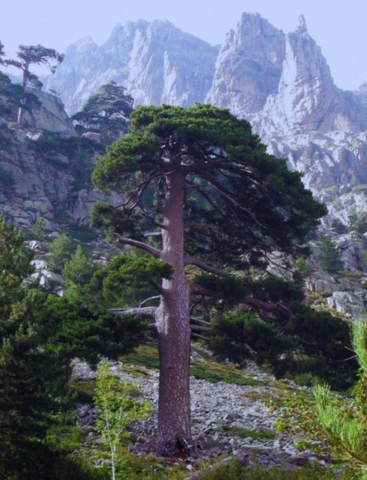 MEDITERRANEAN PINE - An Essential Oil with rich fragrant nuances (wild / artisan)