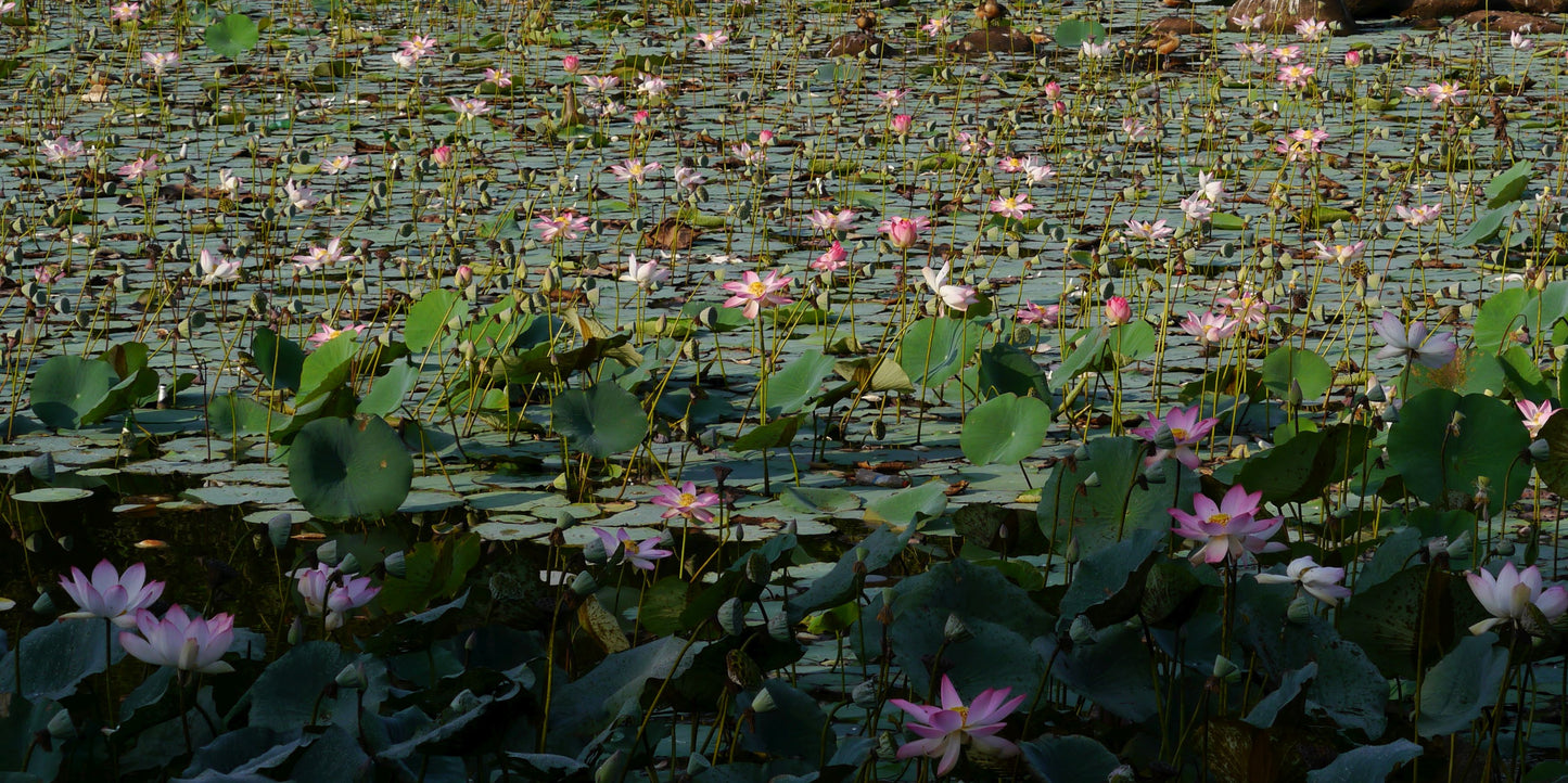 PADMA CHANDAN - Pink lotus in a vintage Sandalwood oil base