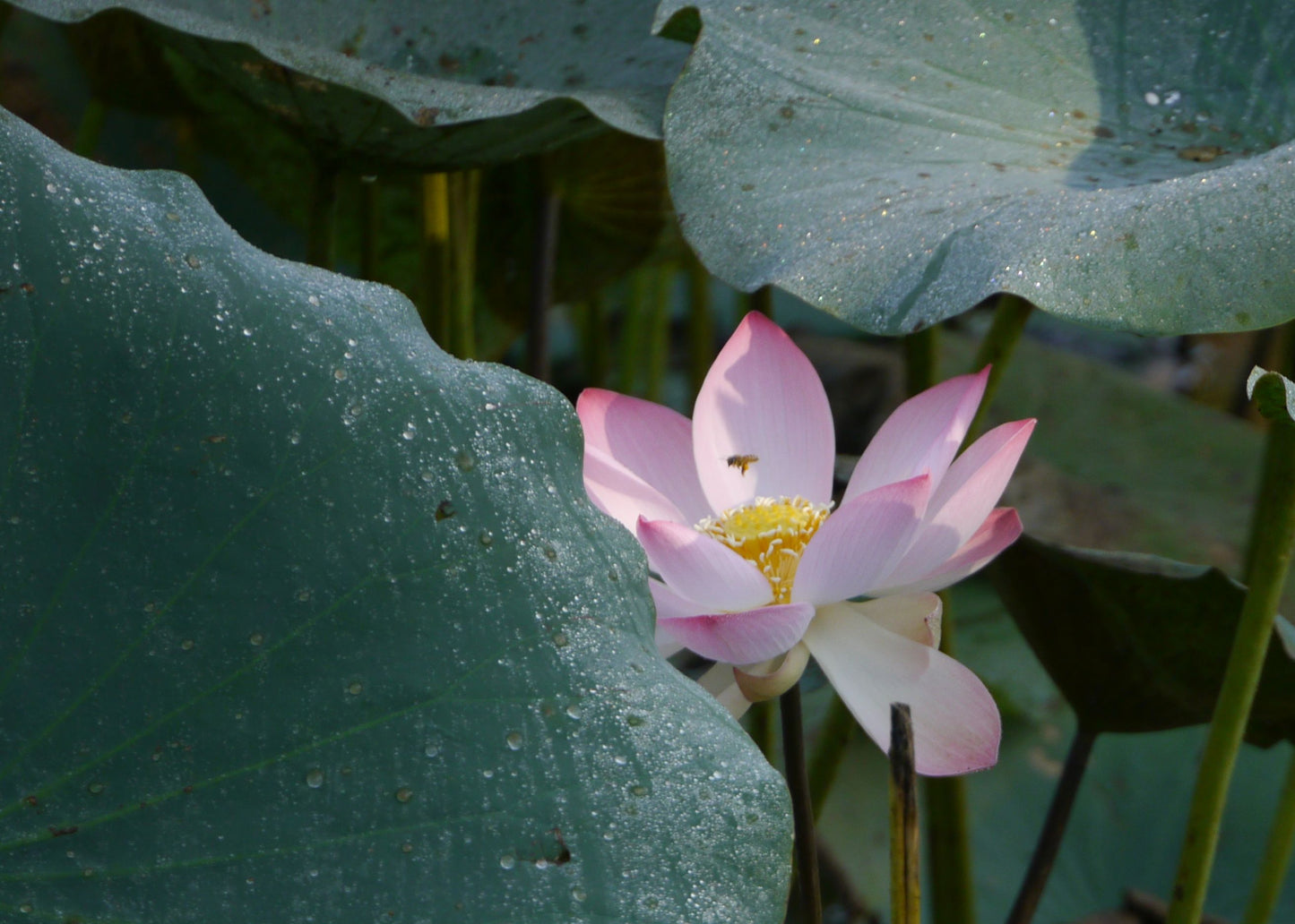 PADMA CHANDAN - Pink lotus in a vintage Sandalwood oil base