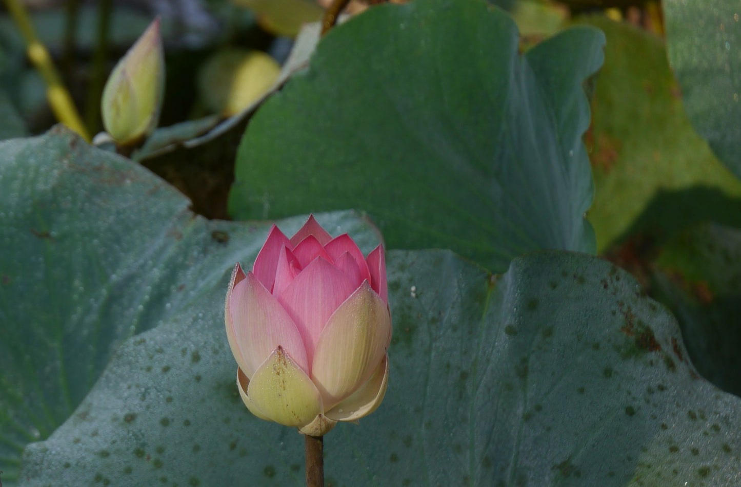 PADMA CHANDAN - Pink lotus in a vintage Sandalwood oil base