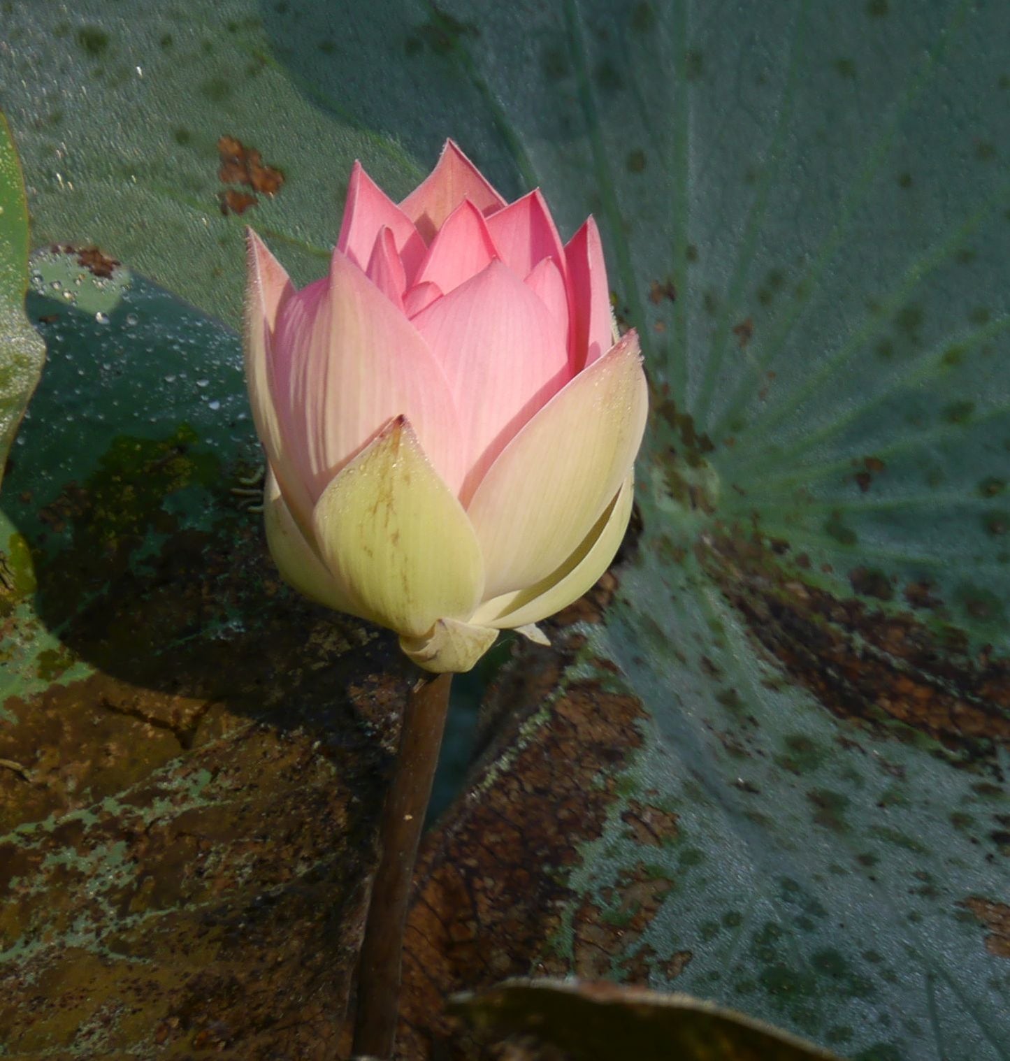 PADMA CHANDAN - Pink lotus in a vintage Sandalwood oil base