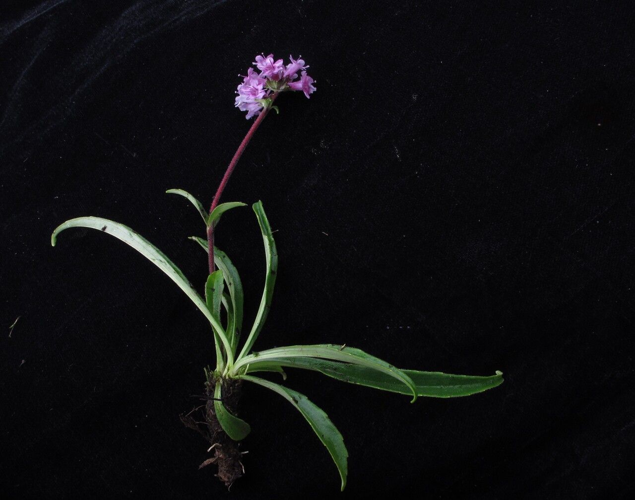 SPIKENARD - Divine Nard / Jatamansi pure oil from the Himalayas