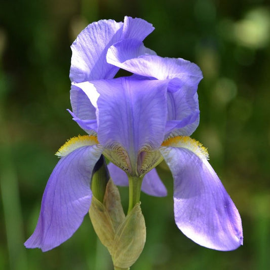 ORRIS BUTTER - Pure organic Iris pallida butter