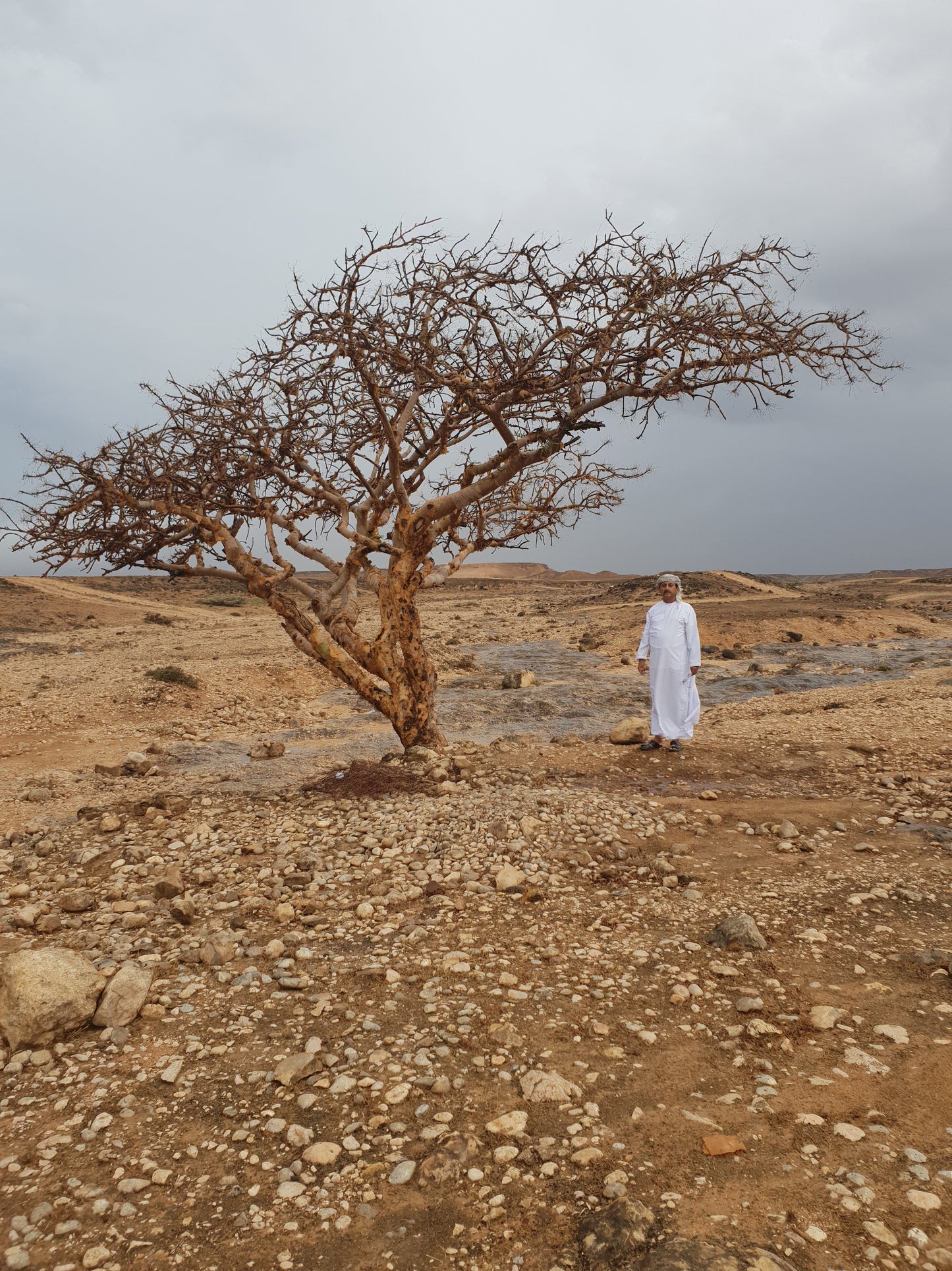 WHITE LUBAN - High grade Boswellia sacra Frankincense / Oliban from Dhofar (Oman)